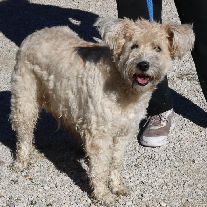 Petfinder wheaten hot sale terrier