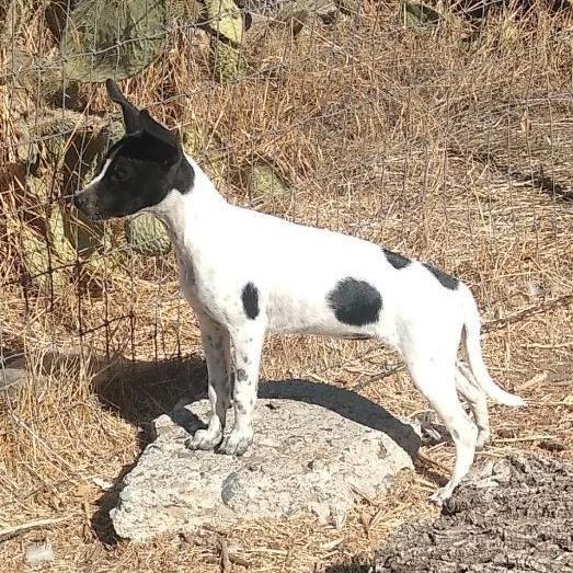 Rat terrier greyhound hot sale mix