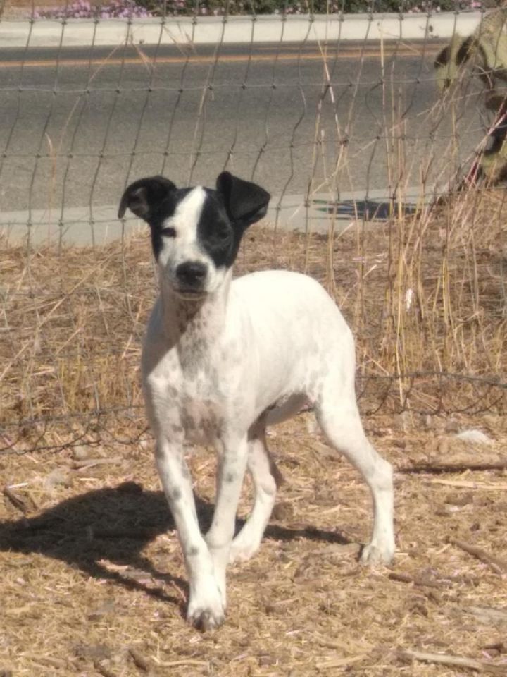 Italian greyhound and sales terrier mix