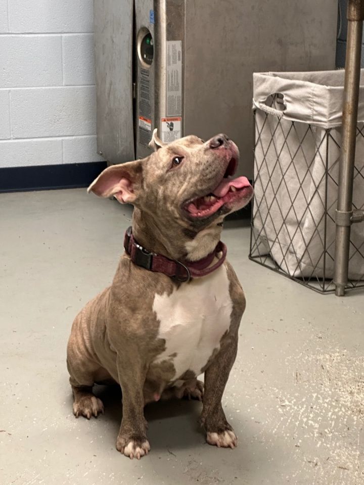 Dog for adoption cranberry, an American Staffordshire Terrier in