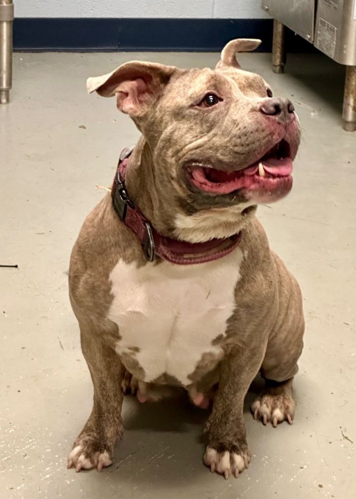 Dog for adoption cranberry, an American Staffordshire Terrier in