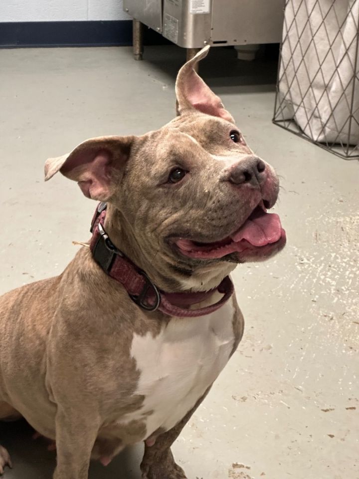 Dog for adoption cranberry, an American Staffordshire Terrier in