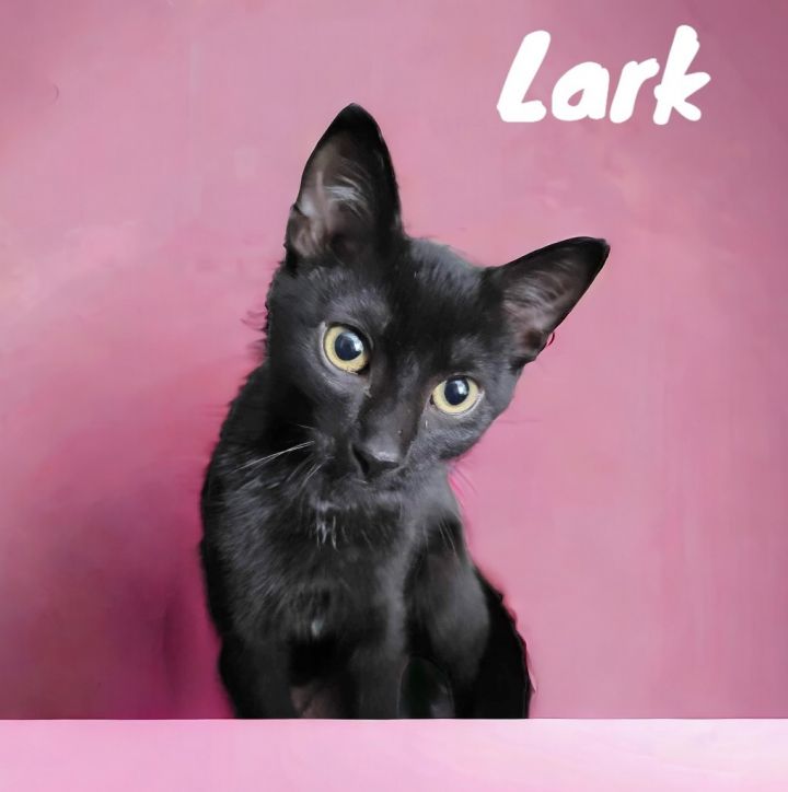 Lark 1