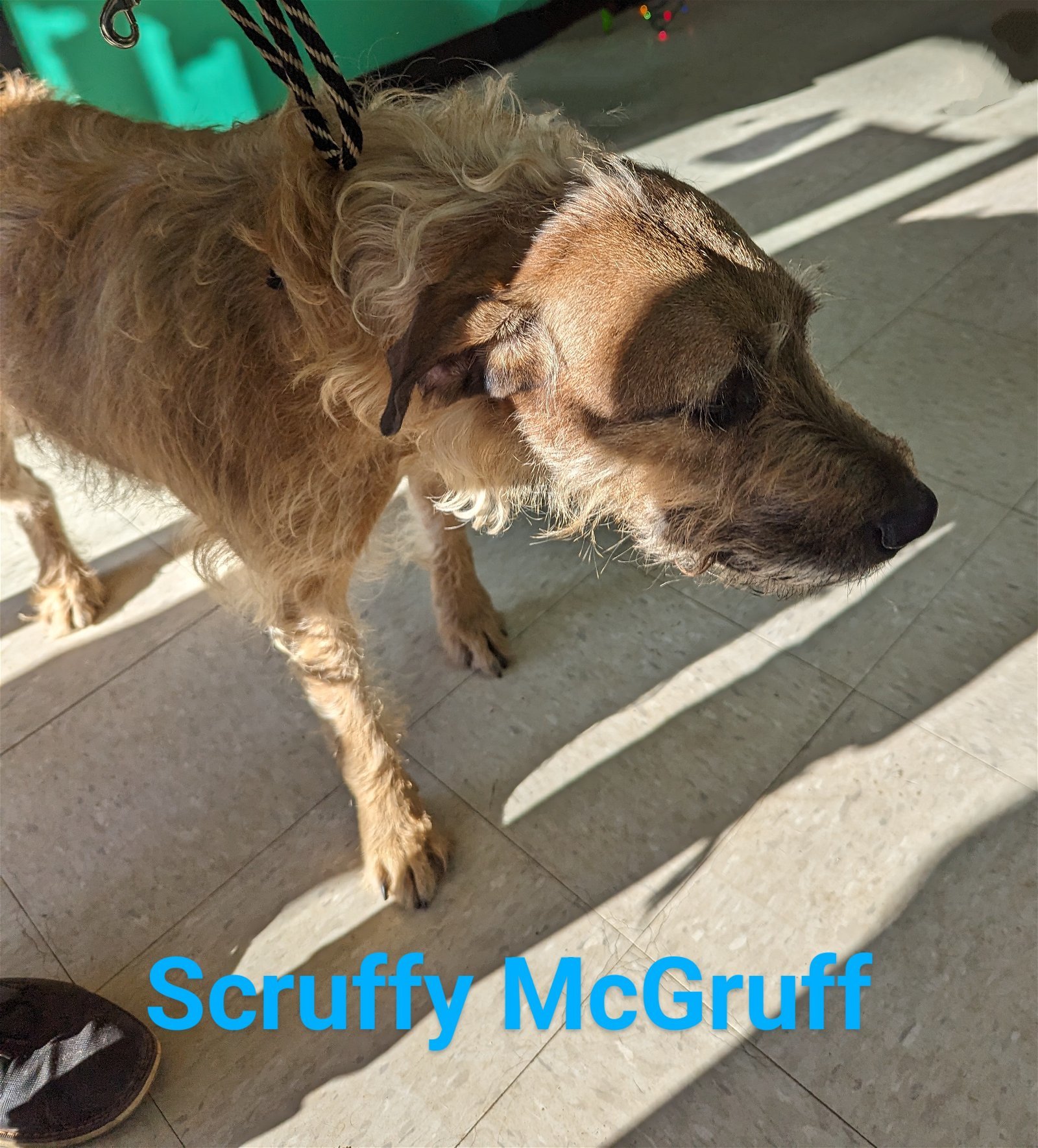 Scruffy McGruff
