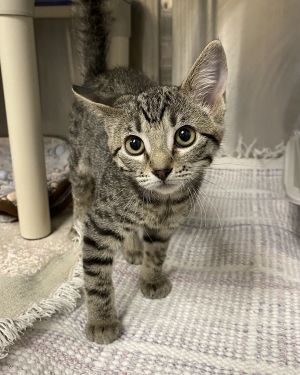 Cat for adoption - Kittens at Midlothian PetSmart store, a