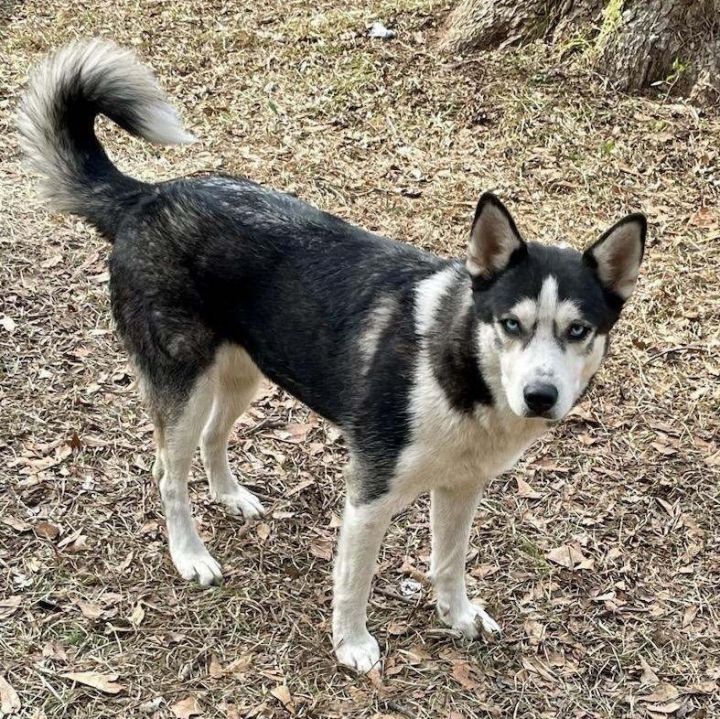 Short haired best sale husky mix