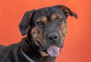 A5597254 Maya is an affectionate 1-year-old black and brown spayed female Pitbull mix who was disco