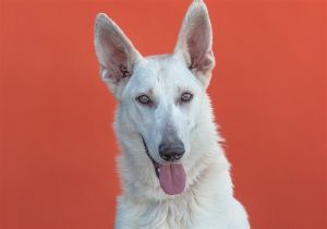 A5595721 Noel formerly Clementine is a wonderful 1-year-1-month white spayed female German Shephe