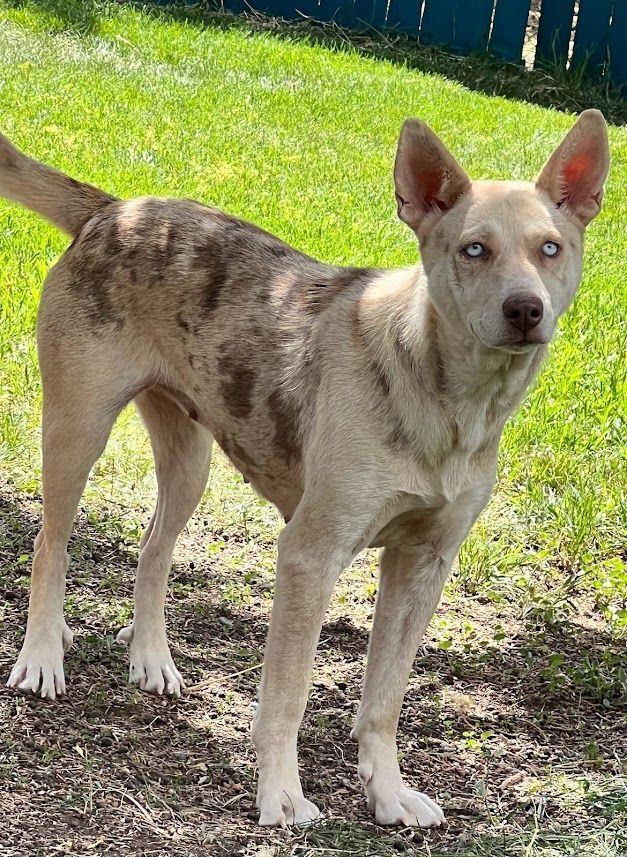 Carolina store leopard dog