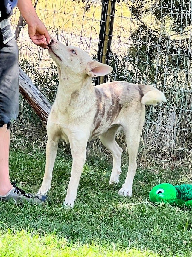 Carolina 2024 catahoula dog