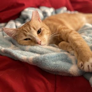 Mumbles is a sweet boy rescued from the streets of South LA hes a rescue who w