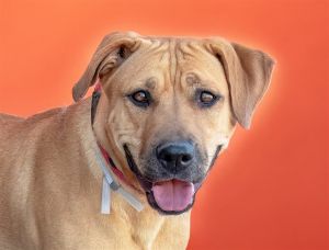 A5596702 Prancer is a pretty 3-year-old gold spayed female Labrador Retriever who was discovered as