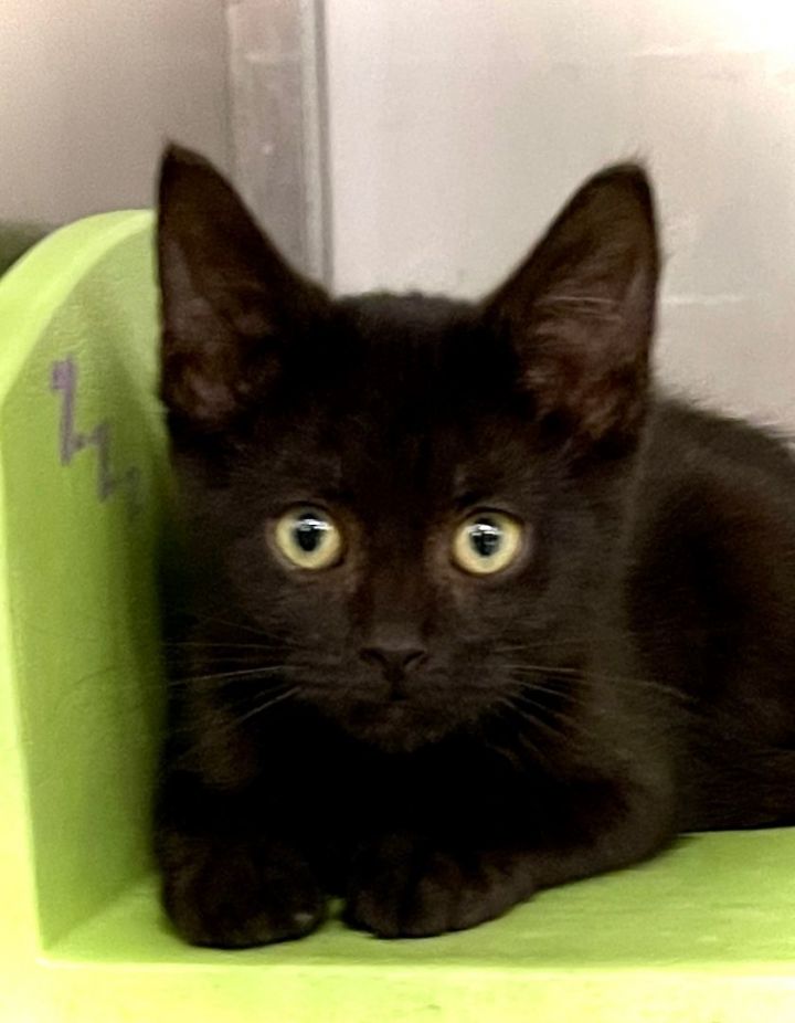 Cat for adoption Peanut Butter Livonia PetSmart, a Bombay