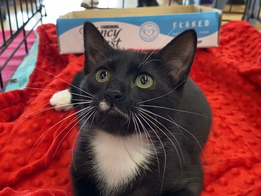 Elleri, an adoptable Domestic Short Hair in Gorham, ME, 04038 | Photo Image 3