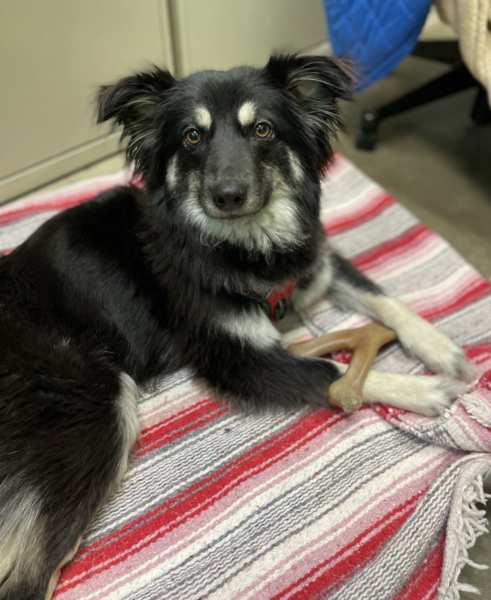 Misty, an adoptable Australian Shepherd in Estherville, IA, 51334 | Photo Image 1