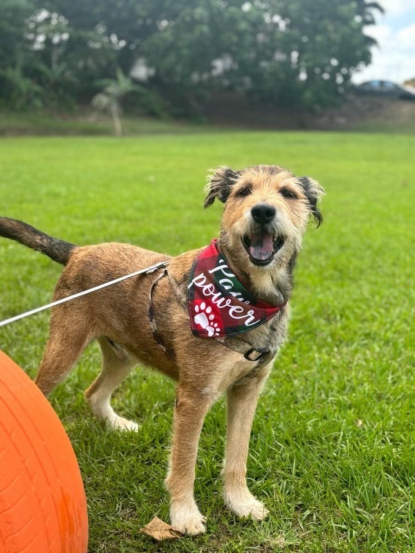 Airedale terrier hot sale schnauzer mix