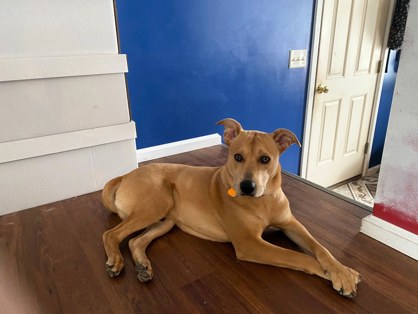 Pippin, an adoptable Mixed Breed in Shelburne, VT, 05482 | Photo Image 1