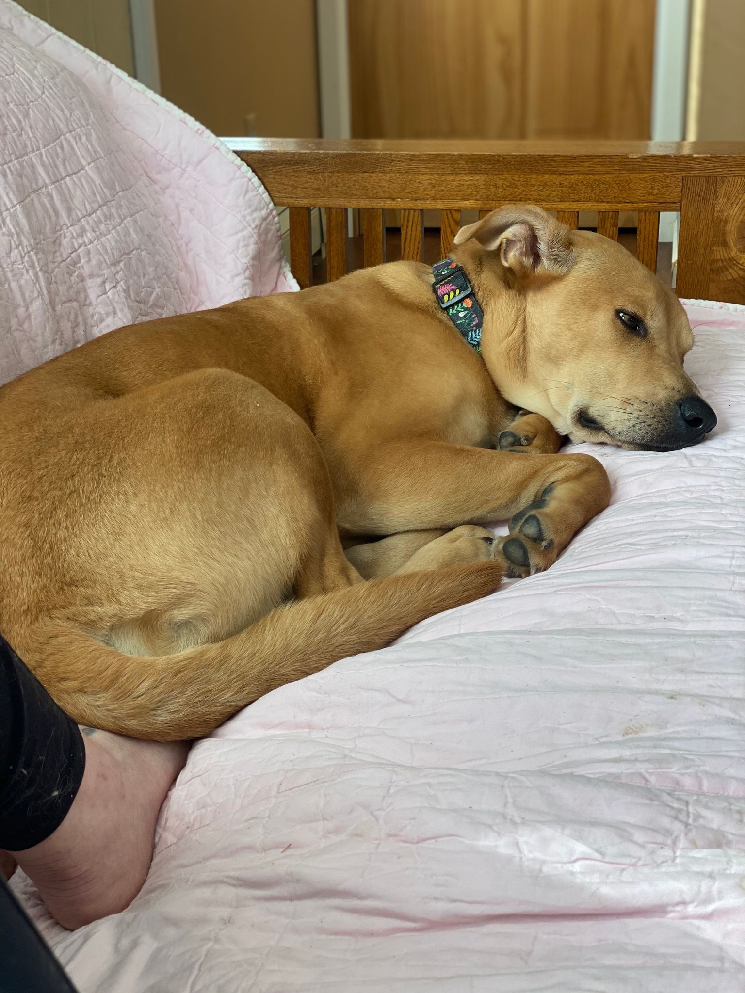 Pippin, an adoptable Mixed Breed in Shelburne, VT, 05482 | Photo Image 3