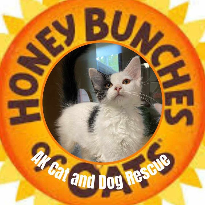 Honey for kittens hotsell
