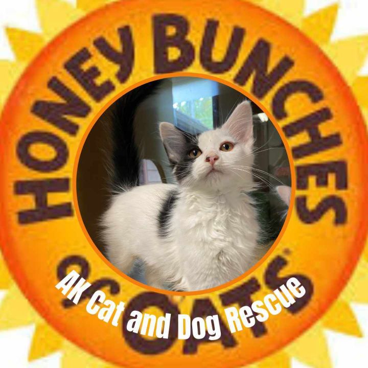 Honey Bunches 1