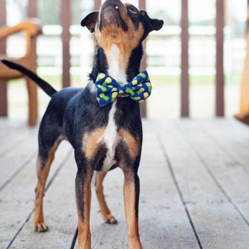 Barkley, an adoptable Miniature Pinscher, Mixed Breed in Bakersfield, CA, 93308 | Photo Image 2