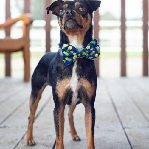 Barkley, an adoptable Miniature Pinscher, Mixed Breed in Bakersfield, CA, 93308 | Photo Image 3
