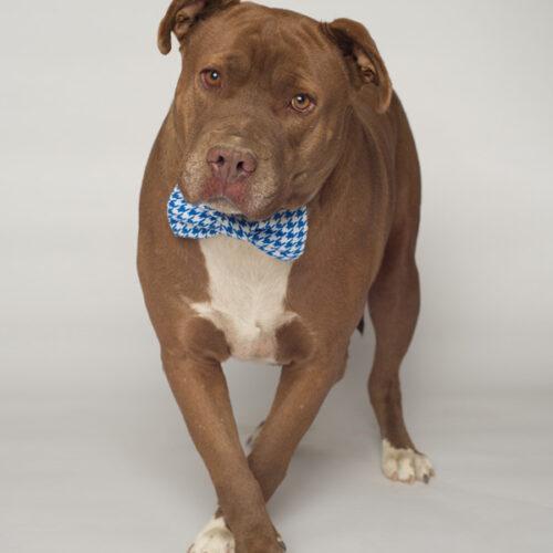 Theo, an adoptable American Staffordshire Terrier in Bakersfield, CA, 93308 | Photo Image 2