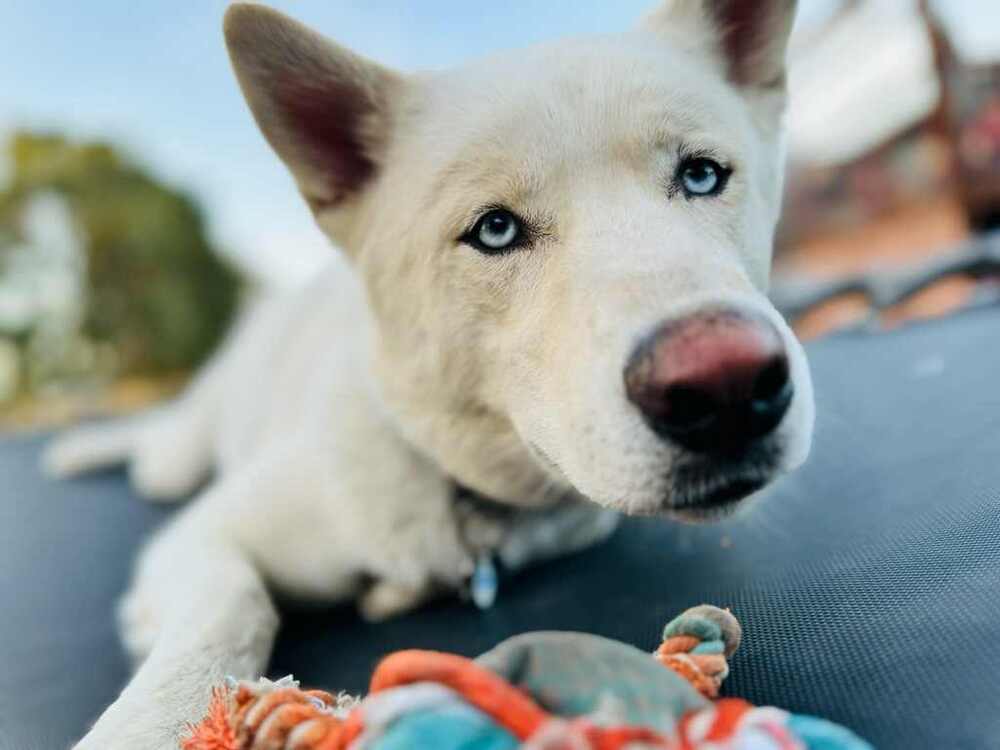 Titan, an adoptable Siberian Husky in Cortez, CO, 81321 | Photo Image 2