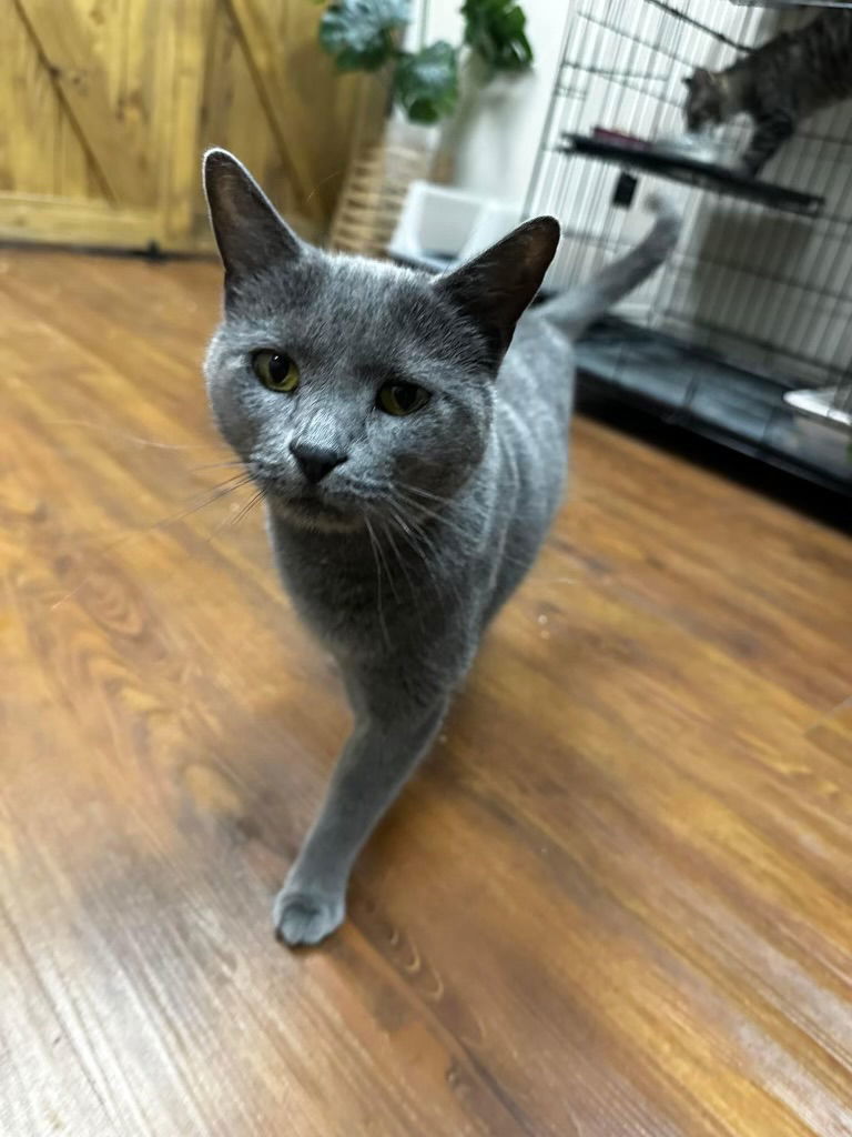 Freya, an adoptable Domestic Short Hair in Lake Saint Louis, MO, 63367 | Photo Image 1