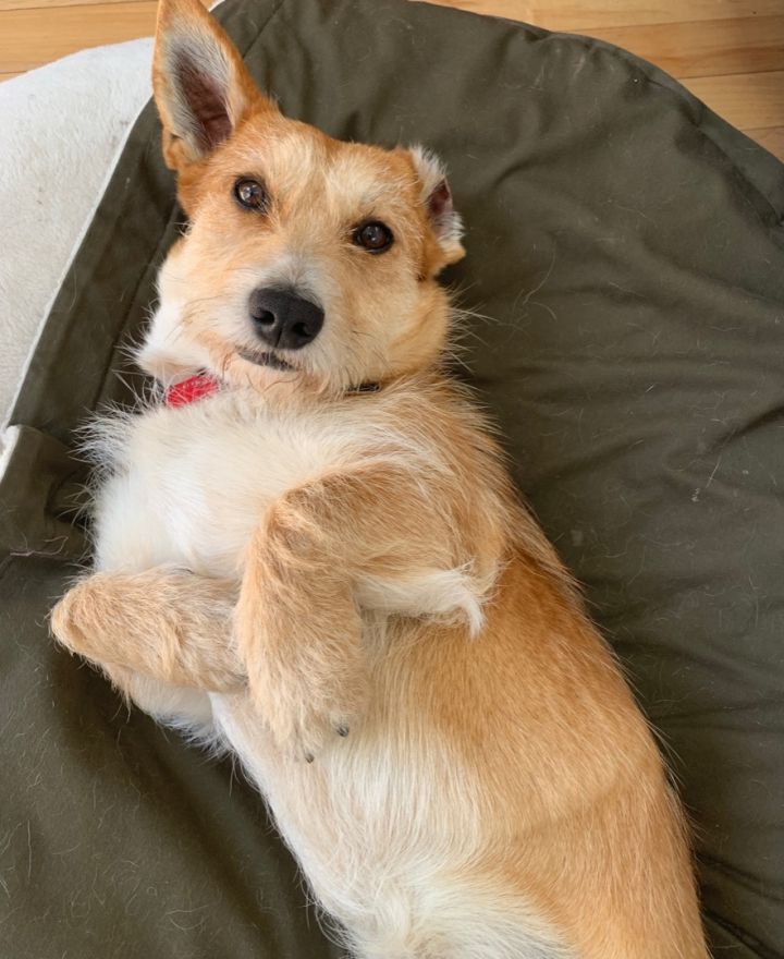 Wire haired terrier corgi hot sale mix