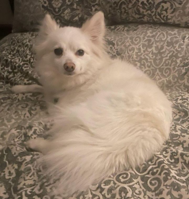 Dodger-Adopted!, an adoptable American Eskimo Dog in Saint Louis, MO_image-1
