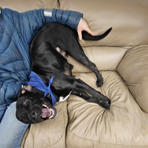 Chile, an adoptable Black Labrador Retriever in Sheboygan, WI, 53081 | Photo Image 2