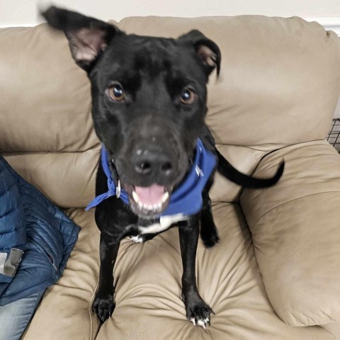 Chile, an adoptable Black Labrador Retriever in Sheboygan, WI, 53081 | Photo Image 2