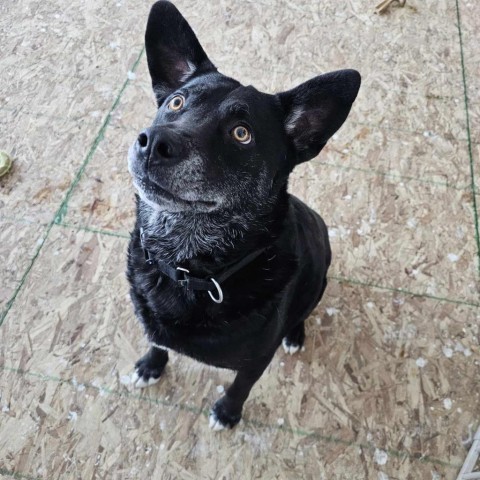 Baxter, an adoptable German Shepherd Dog in Sheboygan, WI, 53081 | Photo Image 4