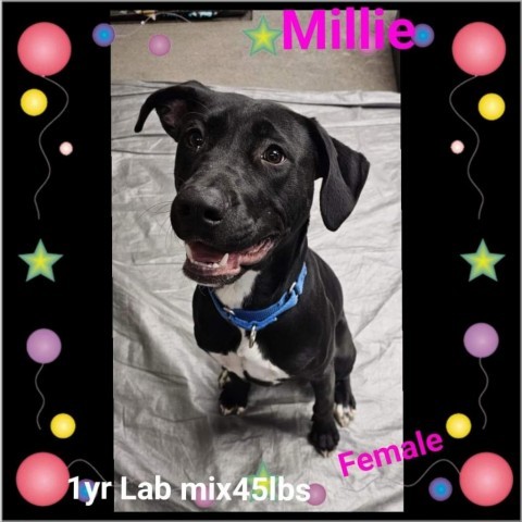 Millie, an adoptable Labrador Retriever, Pit Bull Terrier in Sheboygan, WI, 53081 | Photo Image 2