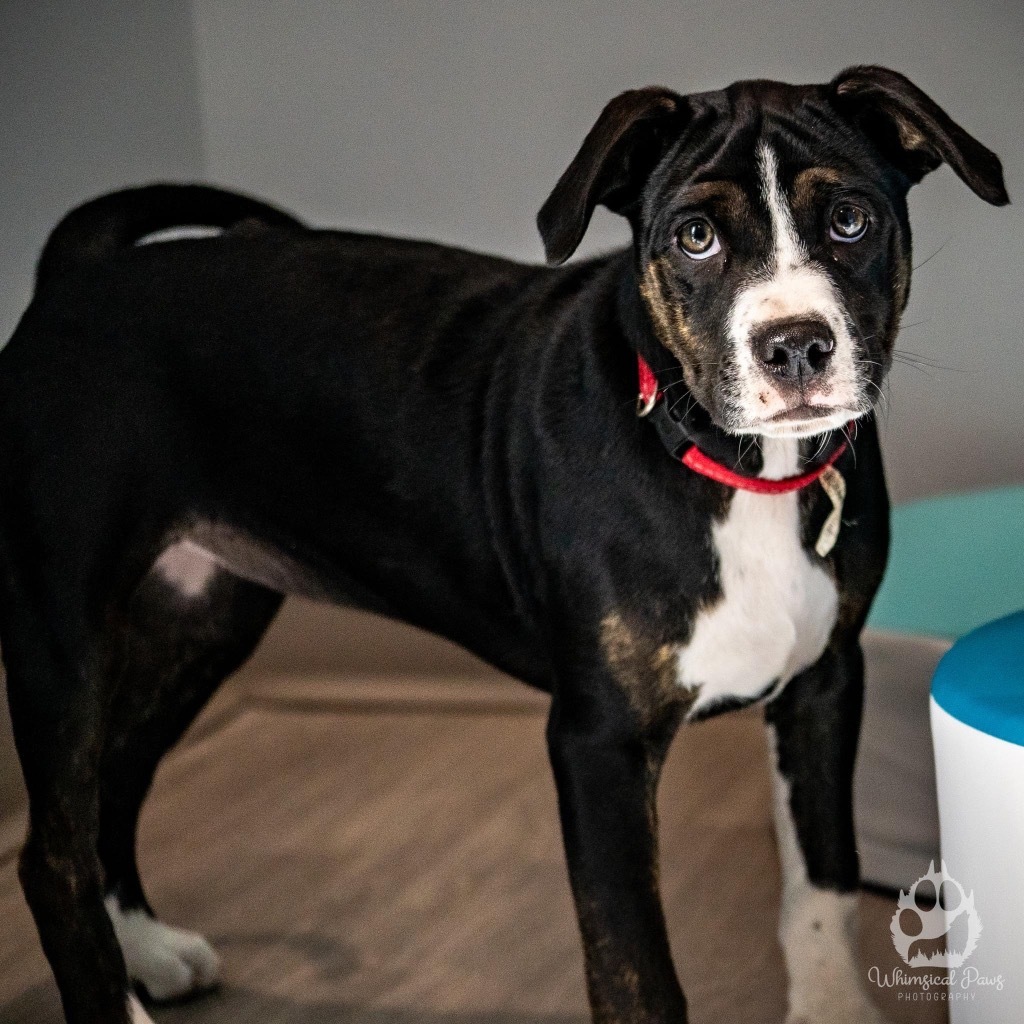 Nina, an adoptable Pug, American Bulldog in New Bern, NC, 28563 | Photo Image 1