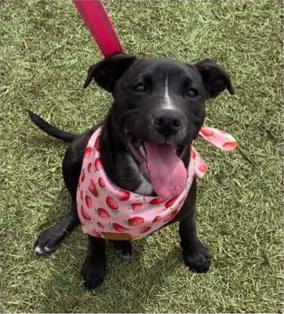 Piper, an adoptable Pug, American Bulldog in New Bern, NC, 28563 | Photo Image 1