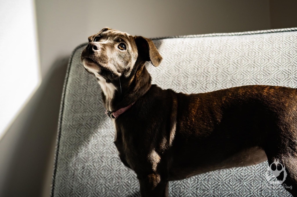 Piper, an adoptable Pug, American Bulldog in New Bern, NC, 28563 | Photo Image 3