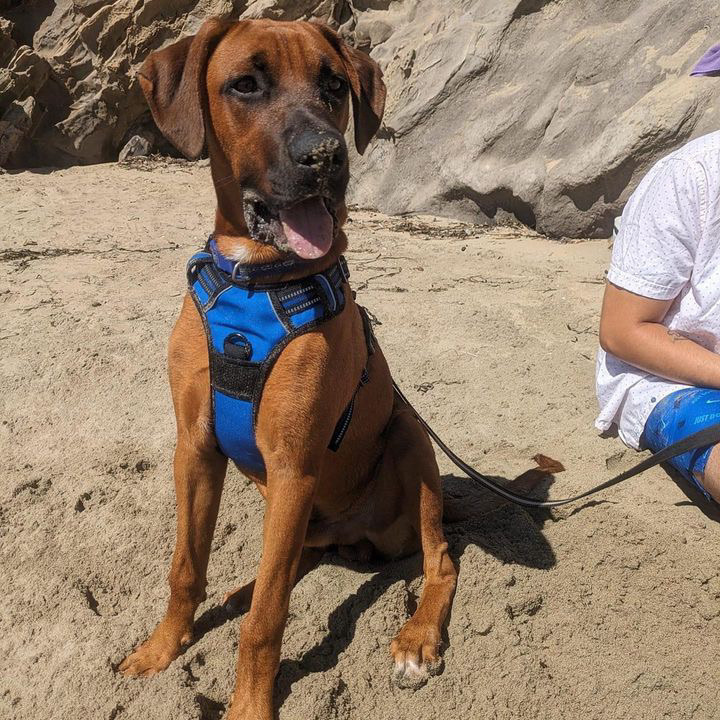 Boxer doberman mix store puppies