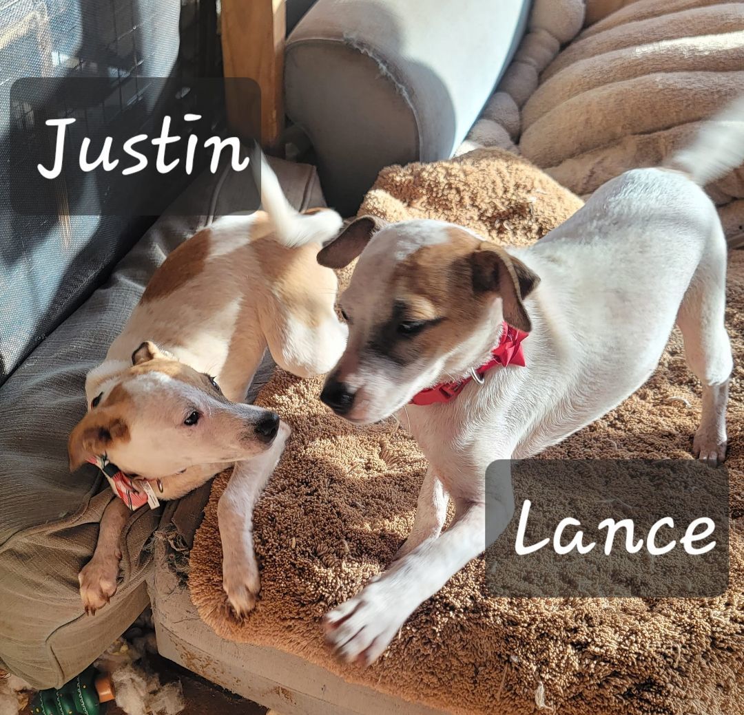 Lance, an adoptable Terrier, Mixed Breed in Kapolei, HI, 96707 | Photo Image 4