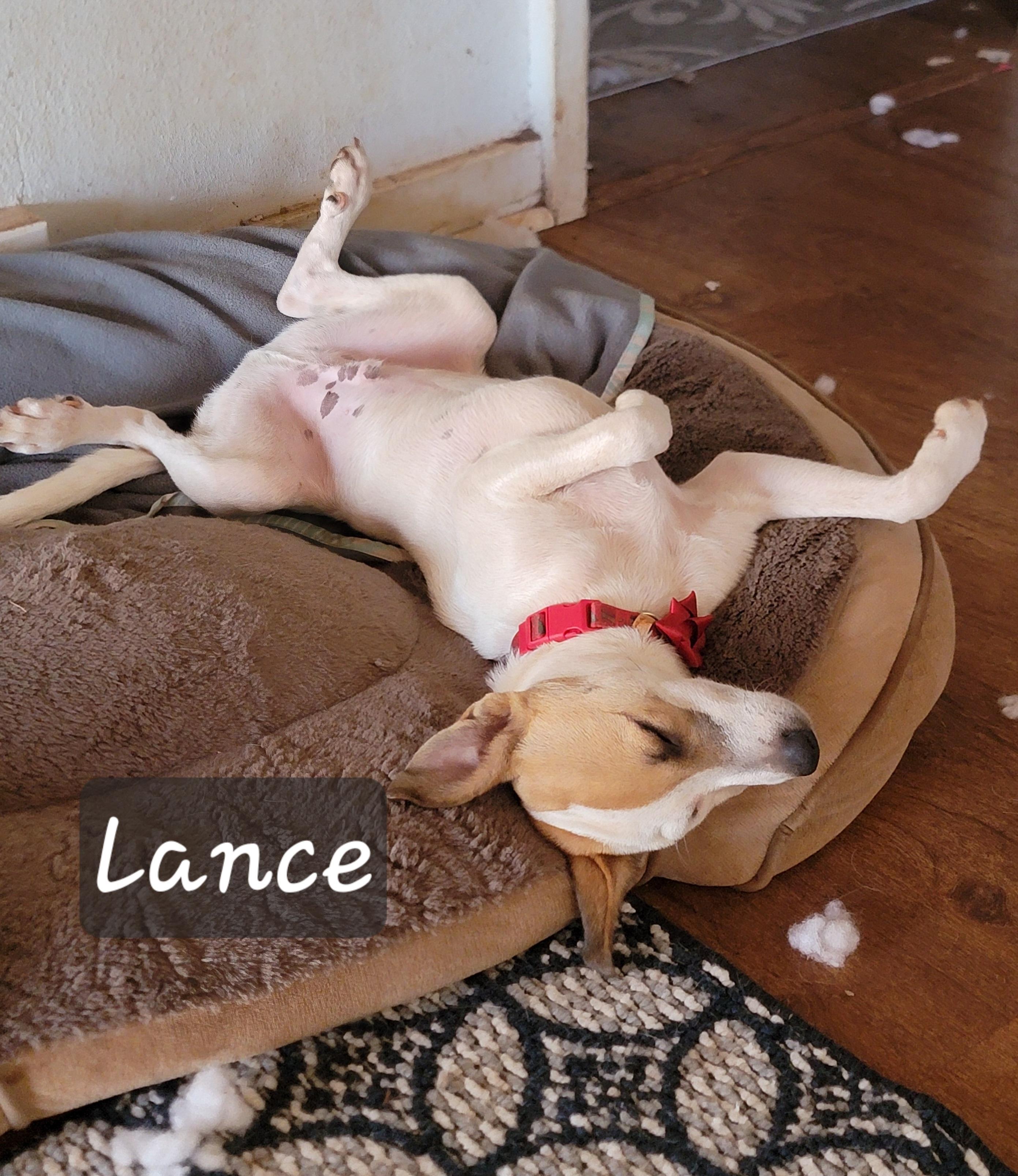 Lance, an adoptable Terrier, Mixed Breed in Kapolei, HI, 96707 | Photo Image 1