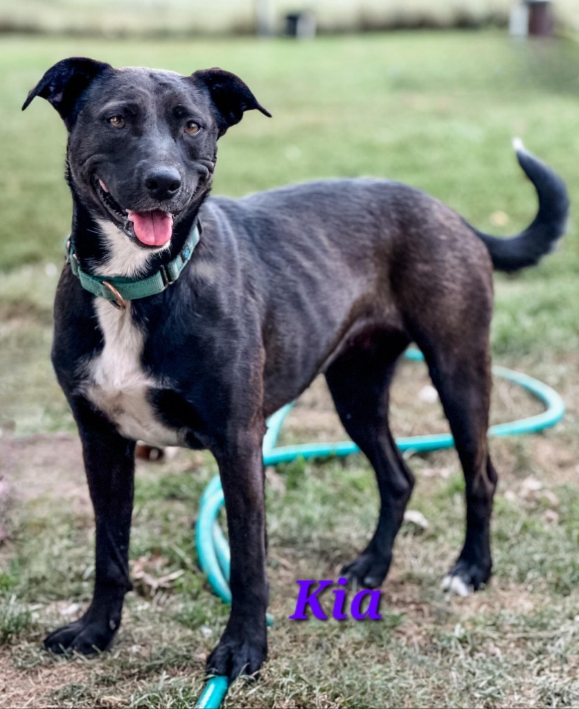 Kia, an adoptable Mixed Breed in sun prairie, WI, 53590 | Photo Image 1