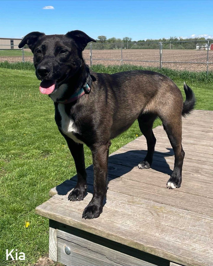 Kia, an adoptable Mixed Breed in sun prairie, WI, 53590 | Photo Image 3