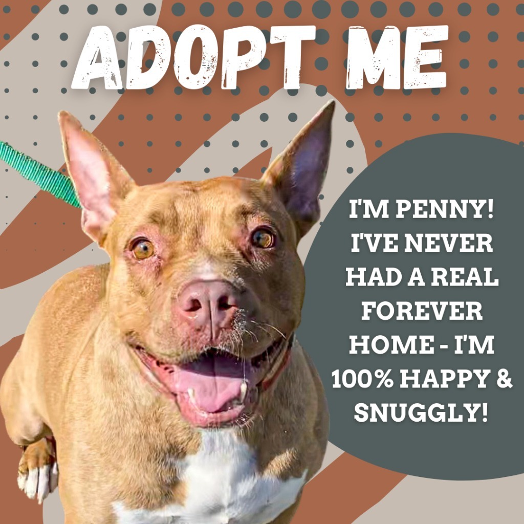 Penny Brady, an adoptable American Staffordshire Terrier in sun prairie, WI, 53590 | Photo Image 3
