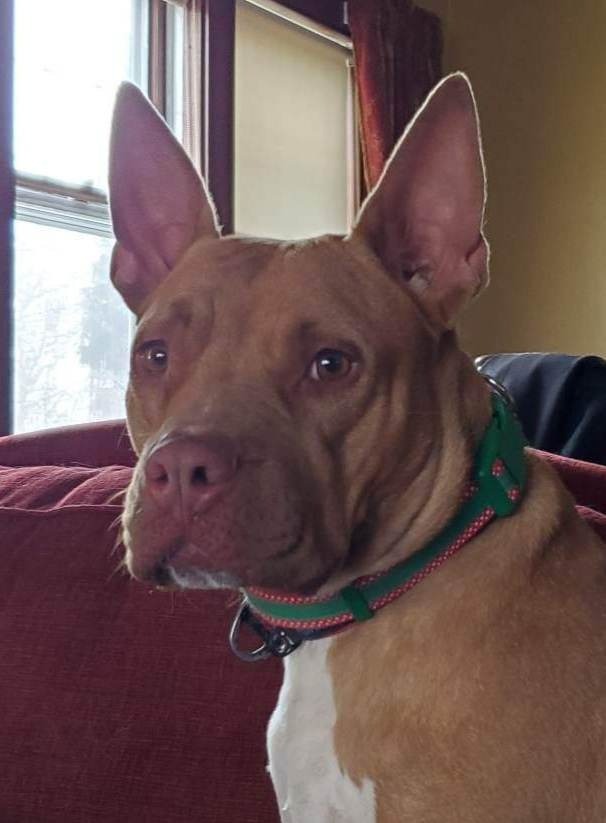 Penny Brady, an adoptable American Staffordshire Terrier in sun prairie, WI, 53590 | Photo Image 3