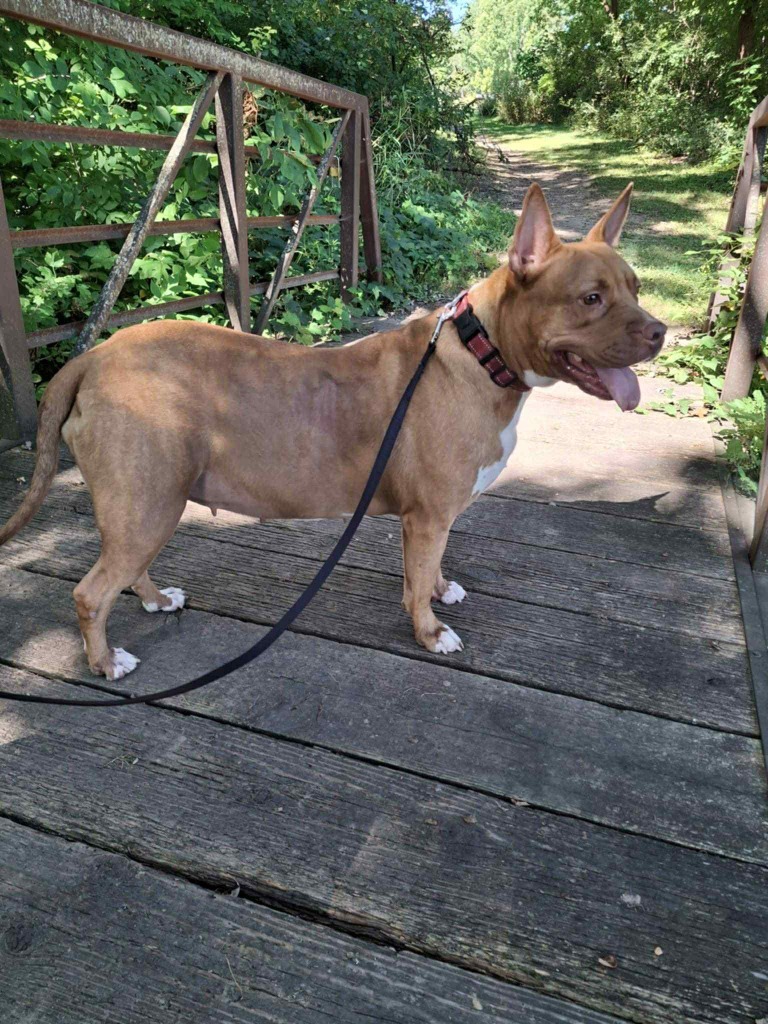 Penny Brady, an adoptable American Staffordshire Terrier in sun prairie, WI, 53590 | Photo Image 5