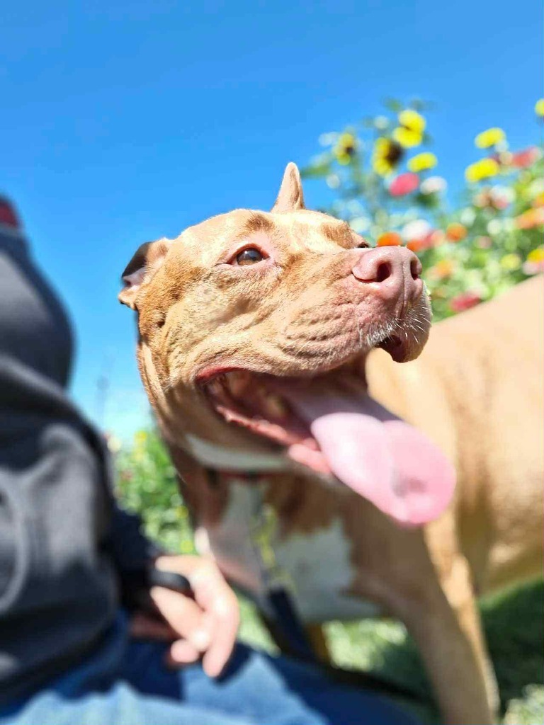Penny Brady, an adoptable American Staffordshire Terrier in sun prairie, WI, 53590 | Photo Image 6