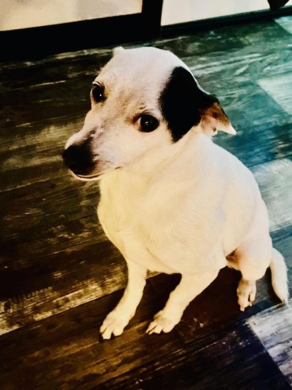 Dog for adoption - Ryder, a Jack Russell Terrier & Beagle Mix in  Hendersonville, TN