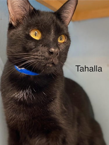 Tahalla - Center, an adoptable Bombay in Oakland Park, FL, 33334 | Photo Image 1
