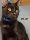 Tahalla - Center photo 1